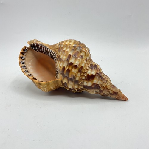 Charonia tritonis large - charonia, 8"