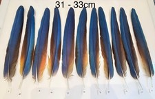 Parrot Macaw Feather Crafts