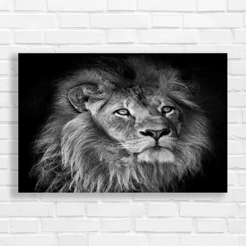 Stunning male lion - male,