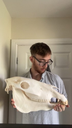 Large grants zebra - zebra, skull