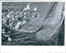 1967 Commercial Fisheries St