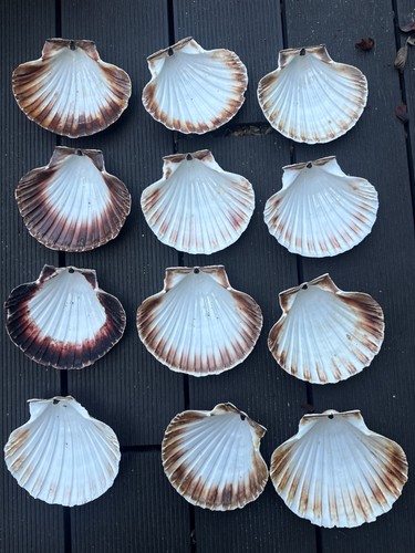 Scallop shells similar - 12,