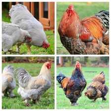 Fertile brahma chicken - brahma,