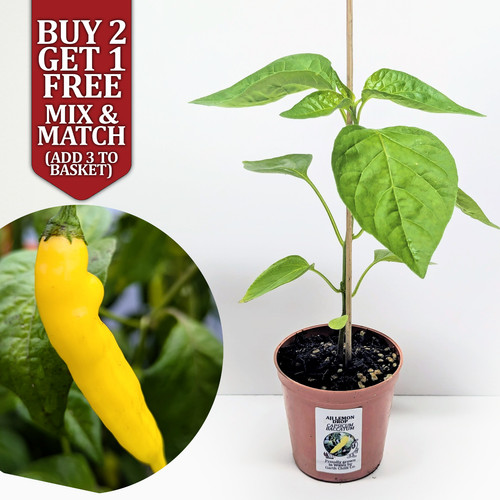 Aji lemon drop limon - drop, chilli
