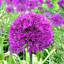 Allium Purple Sensation Dutch