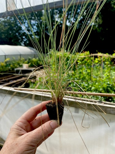Festuca glauca blue - 10,