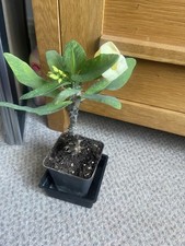 Euphorbia Milii