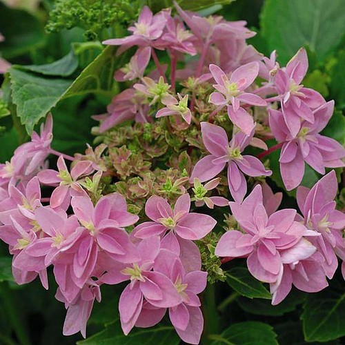 Hydrangea double dutch edam - hydrangea,