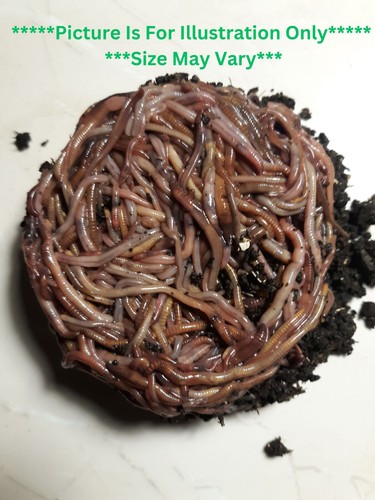 Red wiggler compost - compost, worms