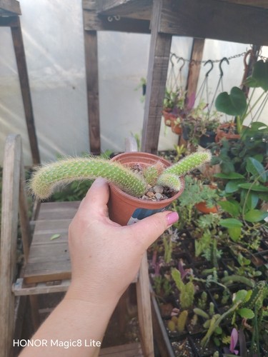 Cleistocactus colademononis - cleistocactus,