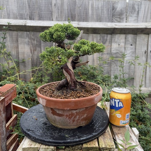 Itoigawa juniper bonsai tree - juniper,