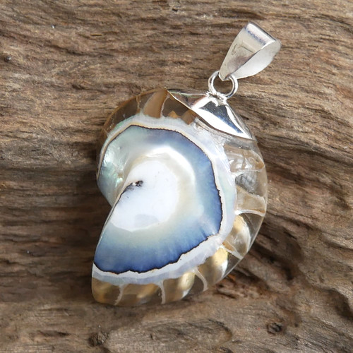 Small clear nautilus shell - clear,