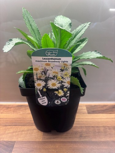 Leucanthemum broadway lights - leucanthemum,