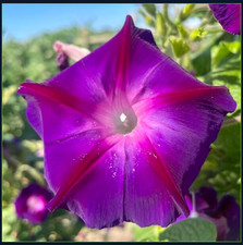 MORNING GLORY Ipomea GRANDPA