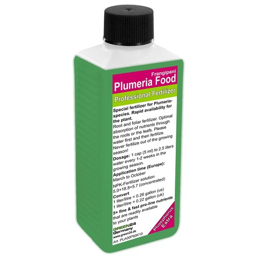 Green24 plumeria frangipani - green24,