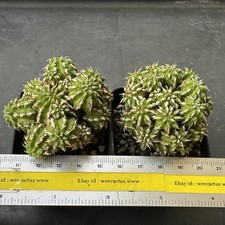 2PLANT(s) Euphorbia Sepulta