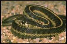 087020 Western Aquatic Garter Snake A4 Photo Print