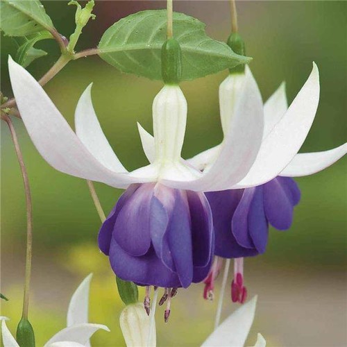 Fuchsia delta sarah hardy - fuchsia, delta's