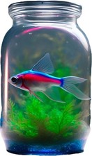 A picture of a  Neon Tetra