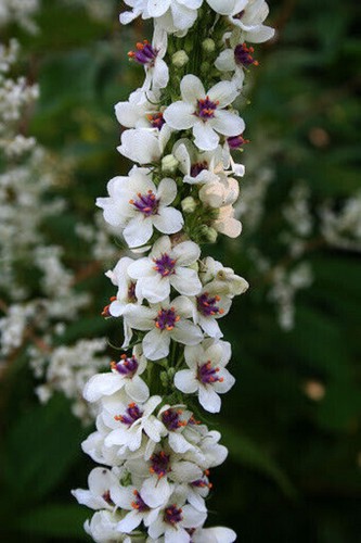 Verbascum white blush - 24,