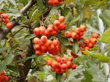 20 x Firethorn tree seeds