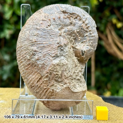 Stunning liparoceras fossil - stunning,