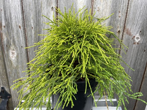 Sawara cypress sungold - sawara, 'sungold'