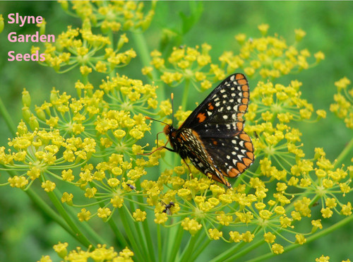 Packs wild parsnip - wild,