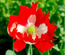 Poppy victoria cross 4000 - poppy,