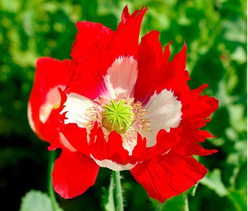 Poppy victoria cross 4000 - cross, –