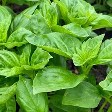 Herb Basil Devotion Garden