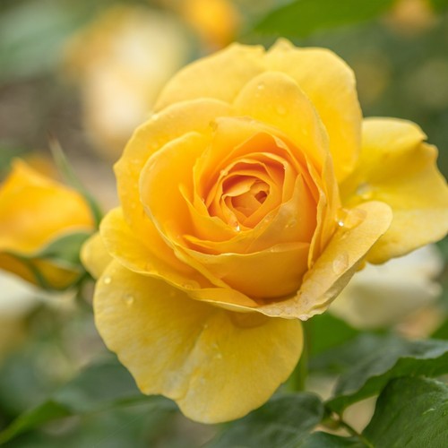 Rose bush smiley - bush, 3l