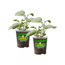 19 Oz. Garden Sage Herb Plant