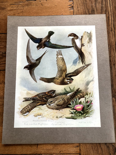 1900s large cromolithograph - , of