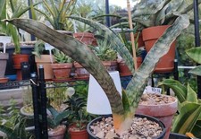 Sansevieria NN( S. kirkii var pulchra 'Coppertone' x S. hallii)