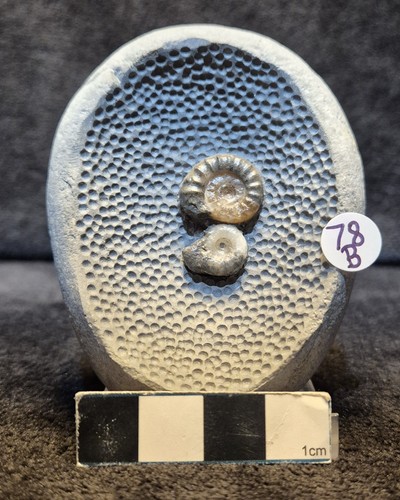 Duo ammonites - duo, of