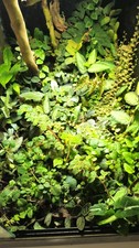 Terrarium 6x plant Bundle. Perfect for Dart Frog & bioactive tropical vivariums