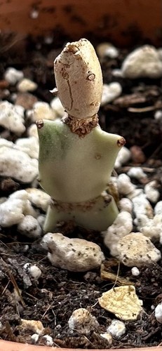 Euphorbia white ghost 4cm - ghost,