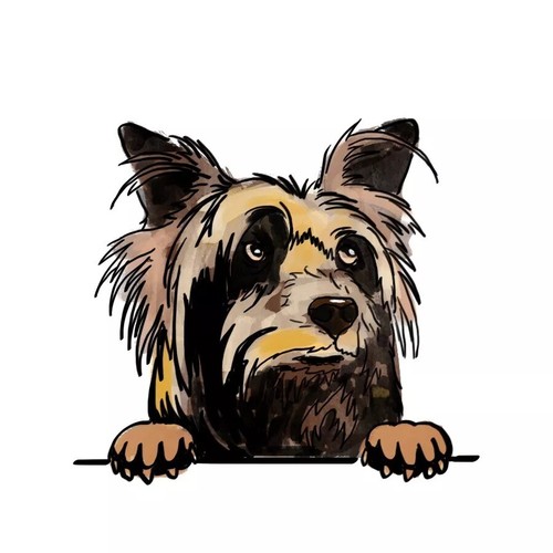 Australian silky terrier dog - australian,