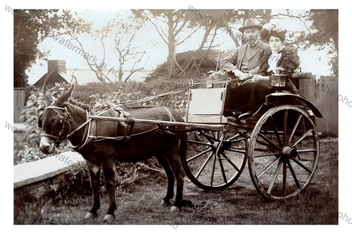 Tf0233 donkey cart - donkey,