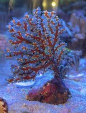 ? BlueBerry Seafan Blue Gorgonia - NPS - Not LPS Or SPS- Small - FRAG F