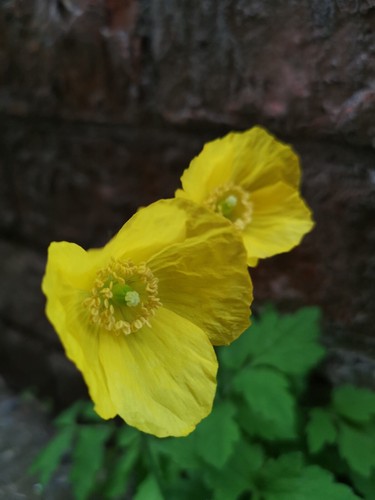Welsh yellow poppy papaver - yellow,