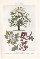 1910 HAWTHORN TREE Print -