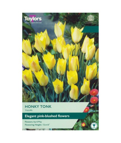 Tulip honky tonk bulbs - tulip, 12