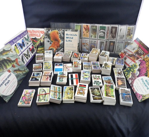 Large job lot - lot, tea