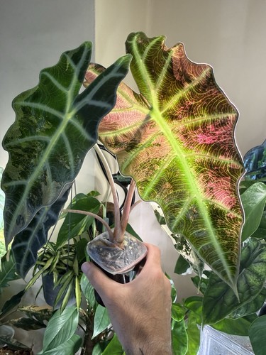 Variegated alocasia pink polly - alocasia,