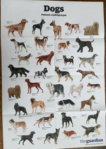 Large poster educational - ,
