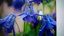 3 Aquilegia Blue (AQBL) plug plants