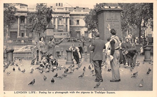 Postcard london life pigeons - ,