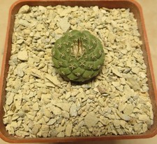 strombocactus disciformis MZ